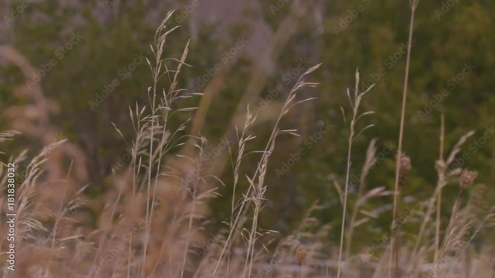 Tall grass in a big field swaying gently in the breeze. Tall grass in a big field swaying gently in the breeze.