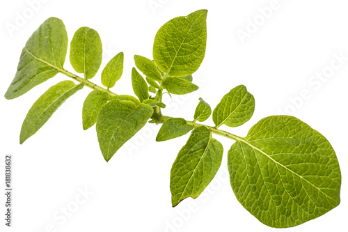 Leafs of potato, isolated on white background