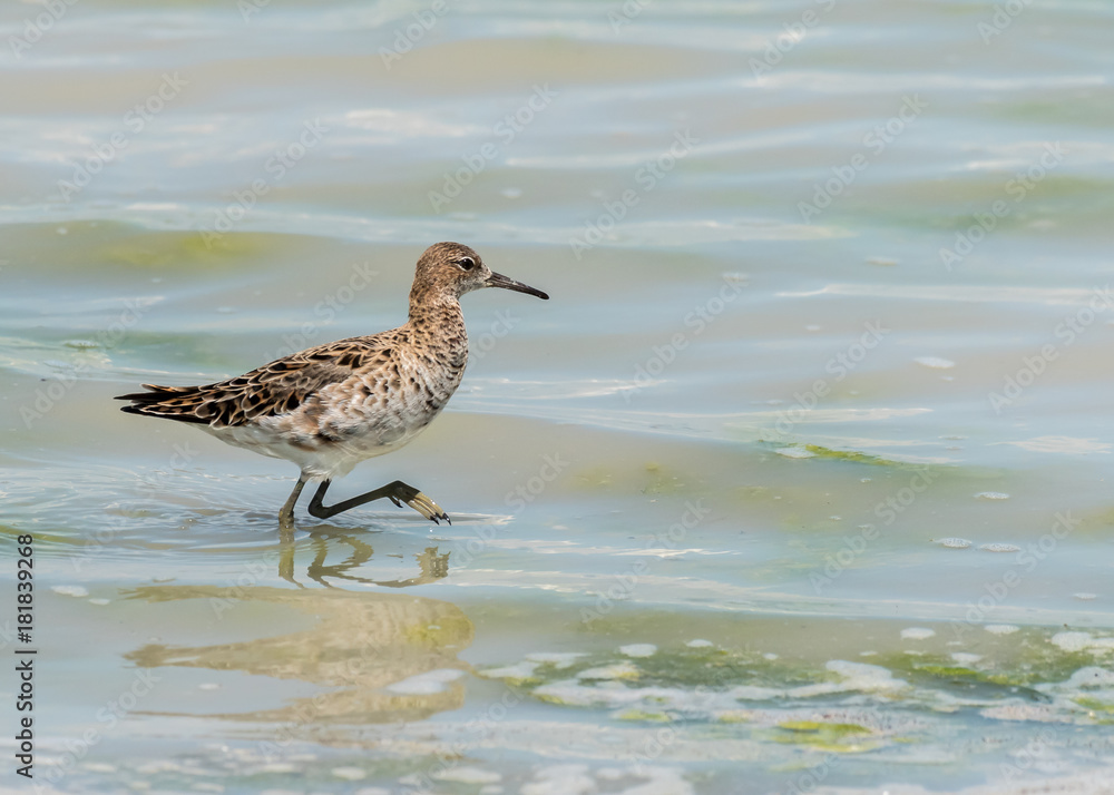 A ruff (Calidris pugnax) wading in a pond A ruff (Calidris pugnax) wading in a pond