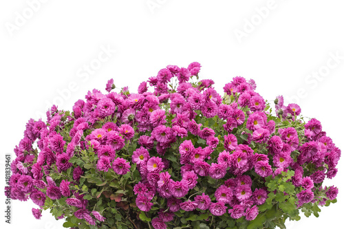 Bouquet of chrysanthemum flowers, isolated on white background