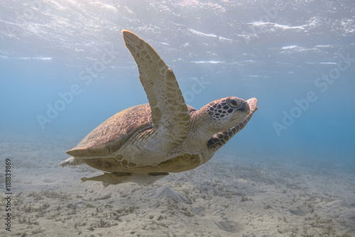 Green sea turtle swimming in the tropical sea
