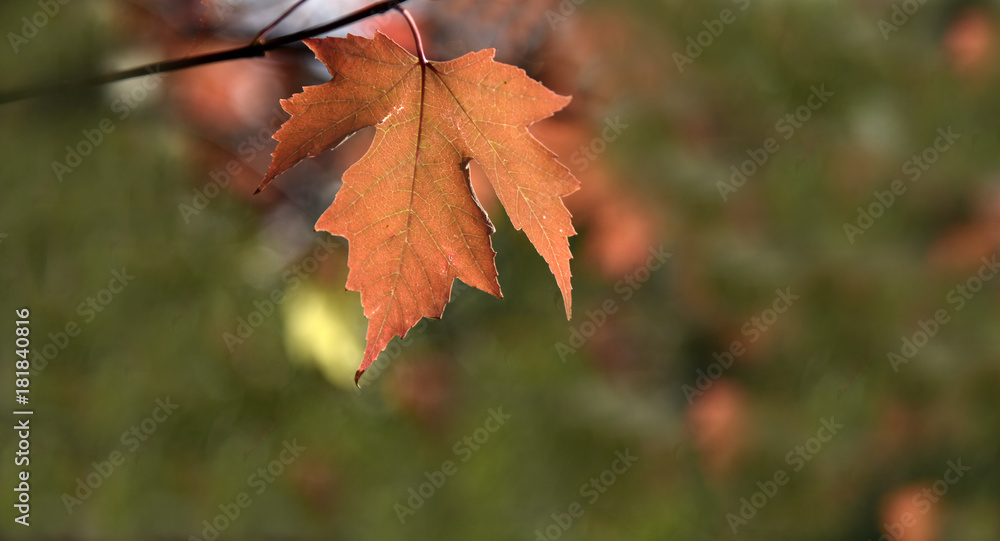 Fall Leaf Oak Glen California 2 Lennox Foster Fall Leaf Oak Glen California 2 Lennox Foster