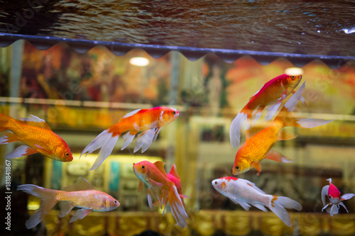 Foto Golden fishes in a fishbowl aquarium
