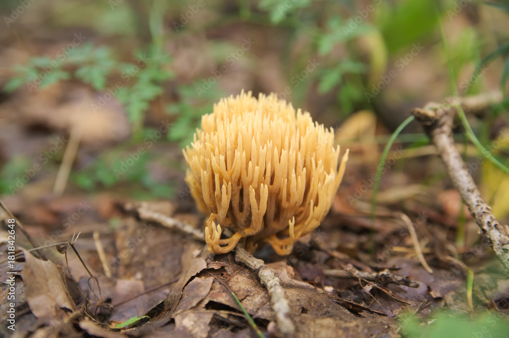 Ramaria formosa a very protected species of rare mushroom forest fleece
Ramaria formosa a very protected species of rare mushroom forest fleece