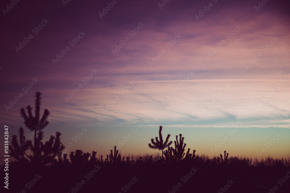 Amazing purple sky in autumn sunset.  Pine silhouette in the sky. Fall colors.  Vintage filter effect. Free space for text.