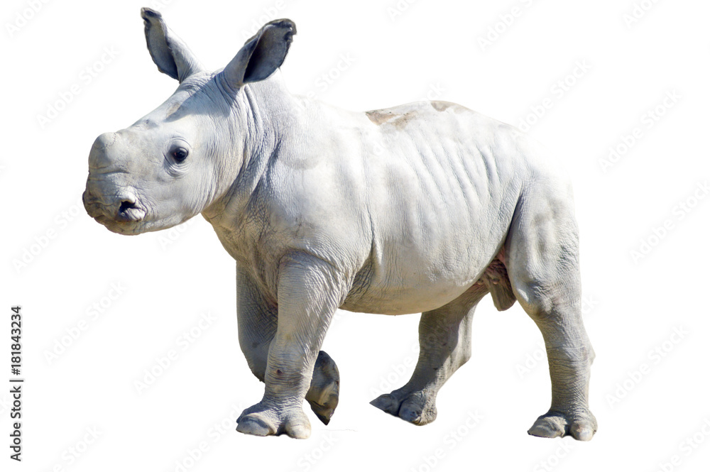 Small rhinoceros on a white background in a wildlife park in France