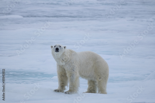 Polar Bear on Ice Flows, north of Svalbard, Norway