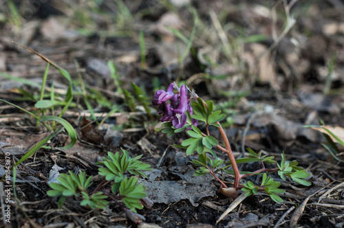 One flower of Corydalis in the spring in the forest.
