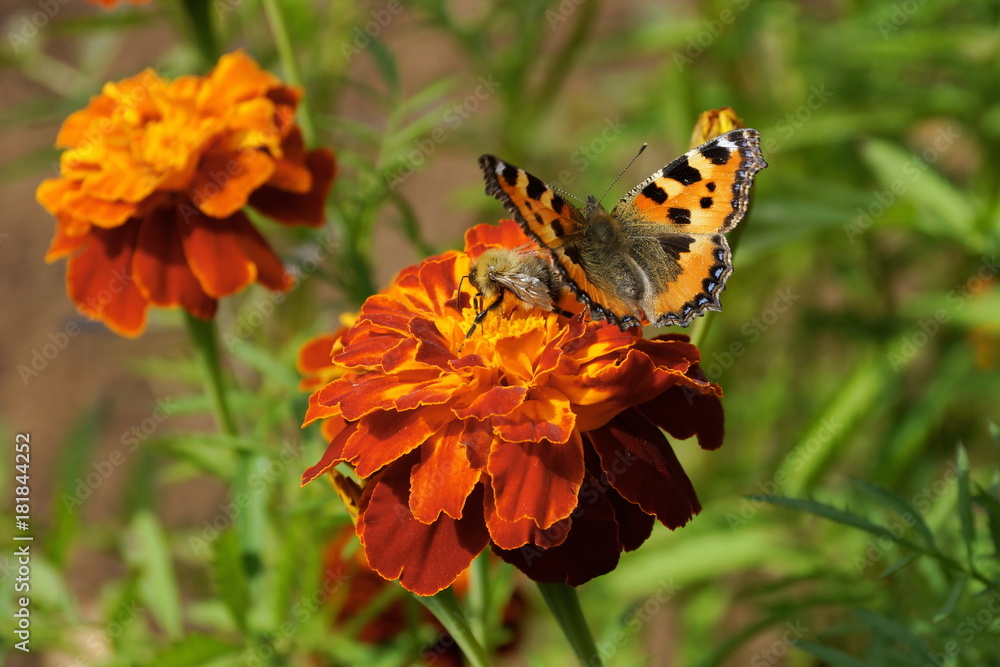 marigold lilacs sitting butterfly and bee collects nectar green blurred background marigold lilacs sitting butterfly and bee collects nectar green blurred background
