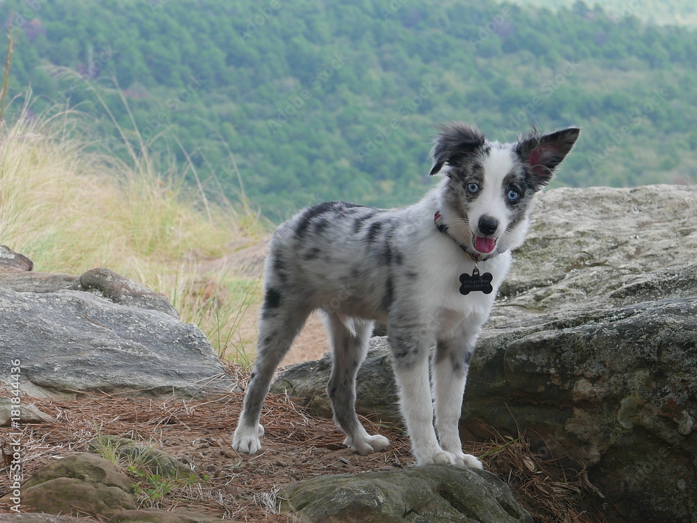 Australian Shepherd miniature puppy 5