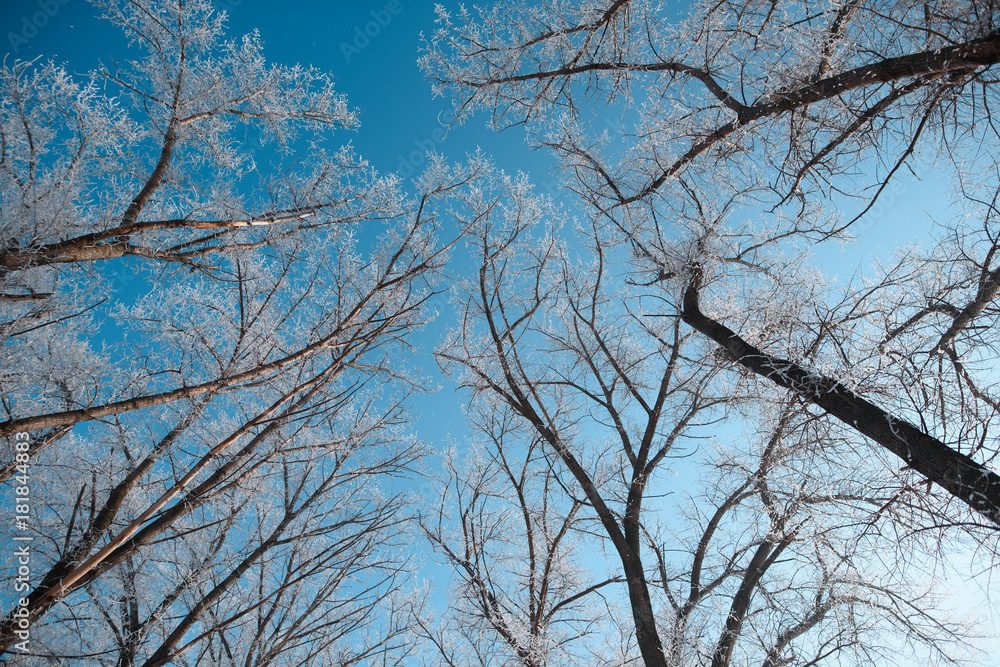 Winter background. Frozen tree on a blue sky background photographed from bottom up. Winter background. Frozen tree on a blue sky background photographed from bottom up.
