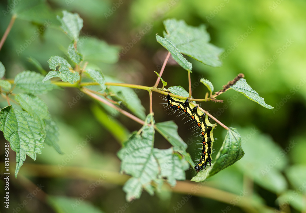 silkworm insect crawling on green leaf eating it slowly