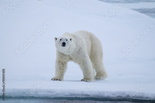 Polar Bear on ice flows north of Svalbard, Norway
