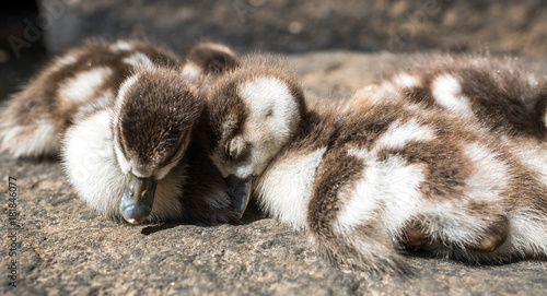 sleeping little ducks