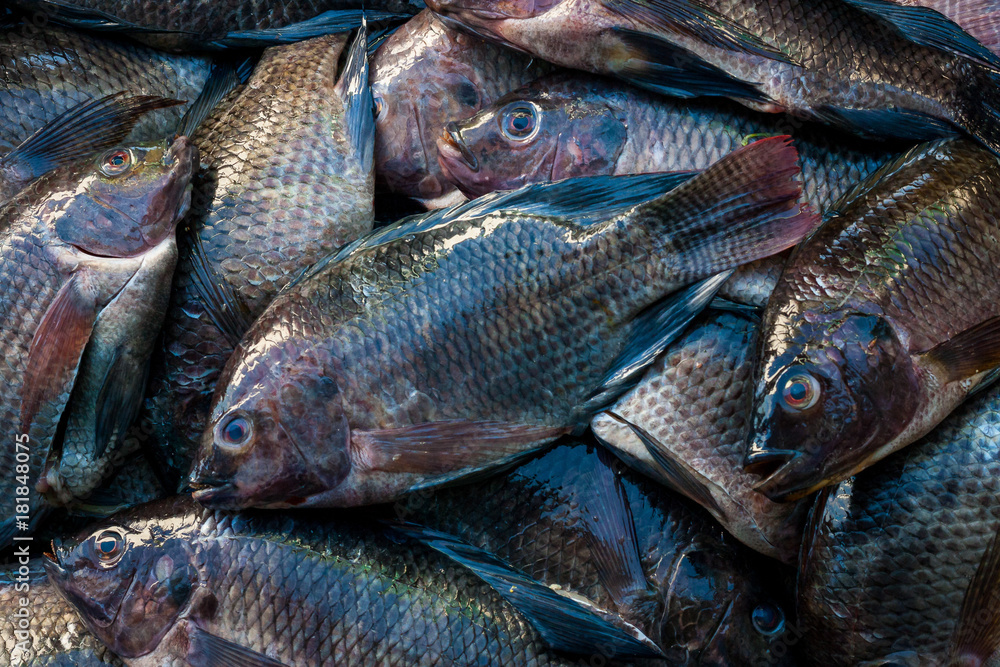 Delicious and fresh two banded sea bream stacked in Alvarado, Veracruz Delicious and fresh two banded sea bream stacked in Alvarado, Veracruz