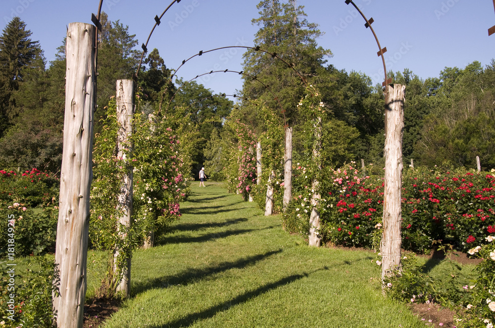 Fototapeta premium Elizabeth Park Nineteen - Rose Arches