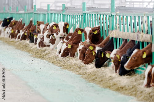 Cows eating hay in cowshed on dairy farm