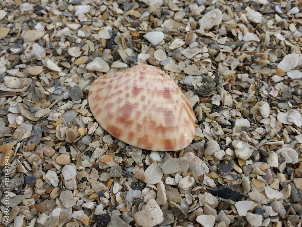 Seashell on pebbles background in Atlantic coast of North Florida Seashell on pebbles background in Atlantic coast of North Florida