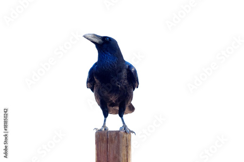 Common raven isolated on white background.