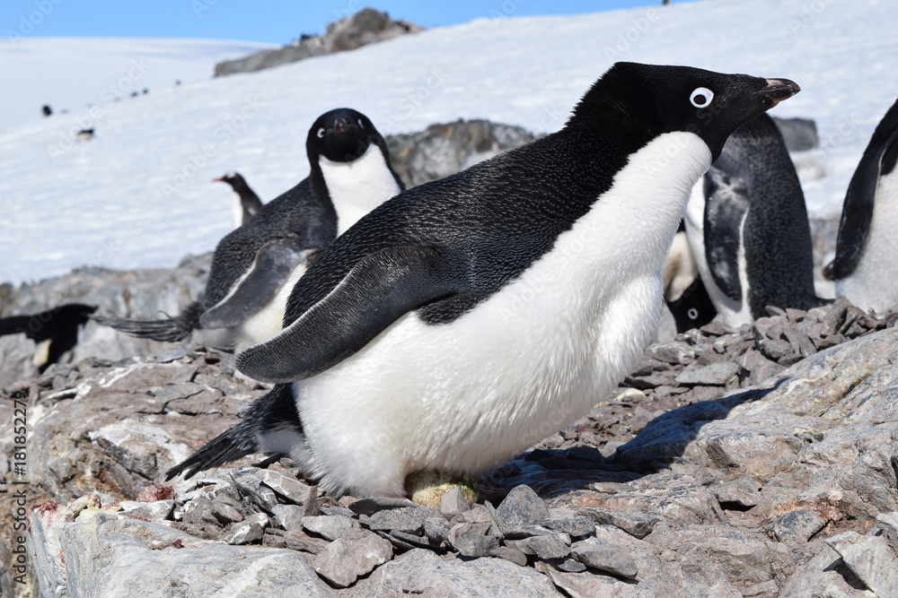 Fototapeta premium antartica