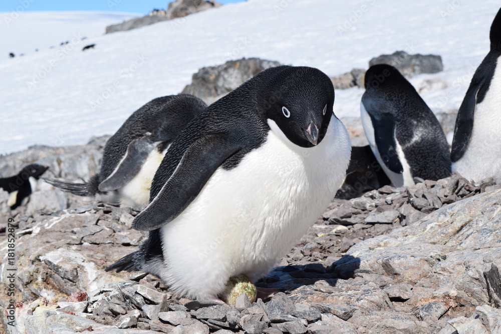 Naklejka premium antartica