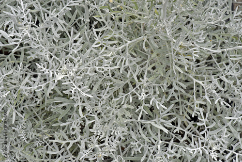 Close-up of bunch of gray leaves