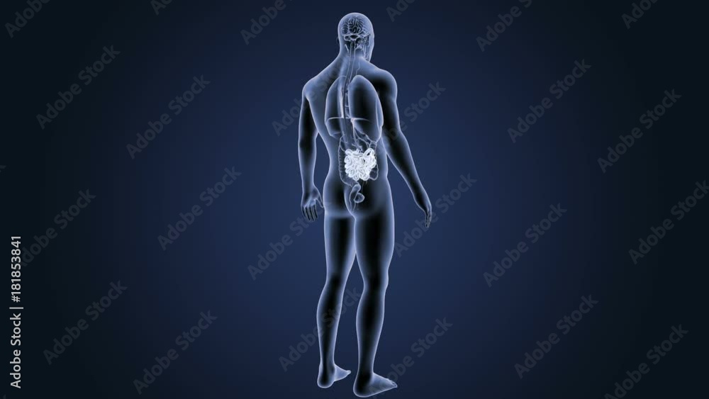 Small Intestine with Organs Small Intestine with Organs