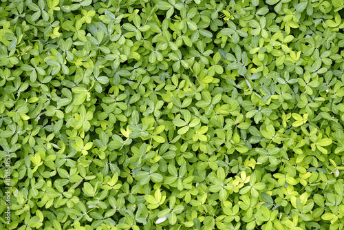 Close-up of bunch of green leaves
