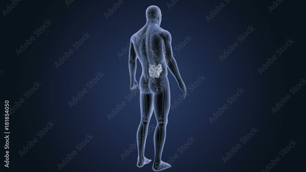 Small Intestine with Anatomy Small Intestine with Anatomy