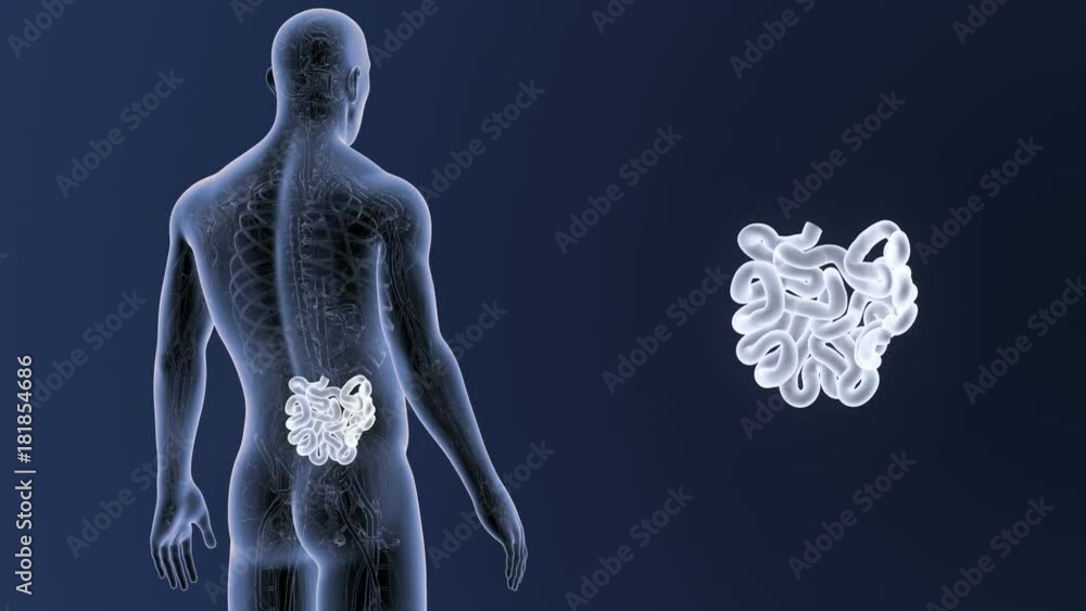 Small Intestine zoom with Circulatory System Small Intestine zoom with Circulatory System