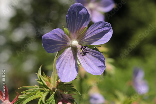 Fototapeta Naklejka Na Ścianę i Meble -  