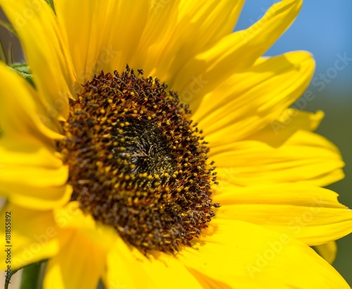 Sunflower flower in close up
