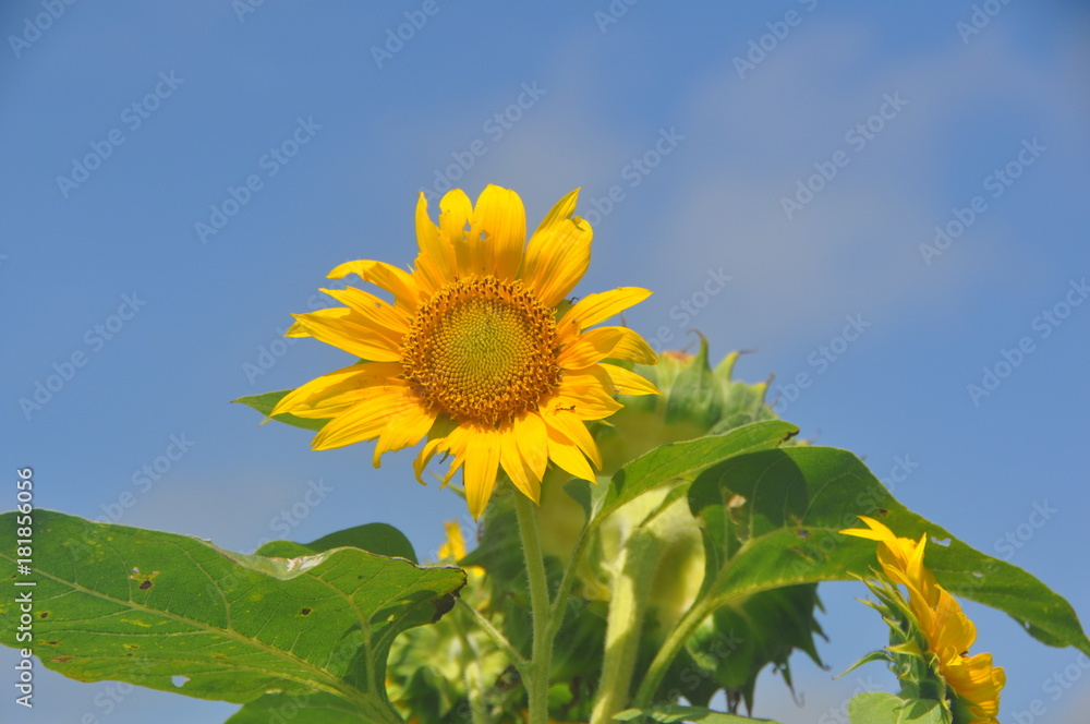 Sun flowers in field