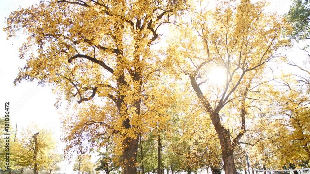 Autumn leaves fall from yellow trees in sun 4K Autumn leaves fall from yellow trees in sun 4K