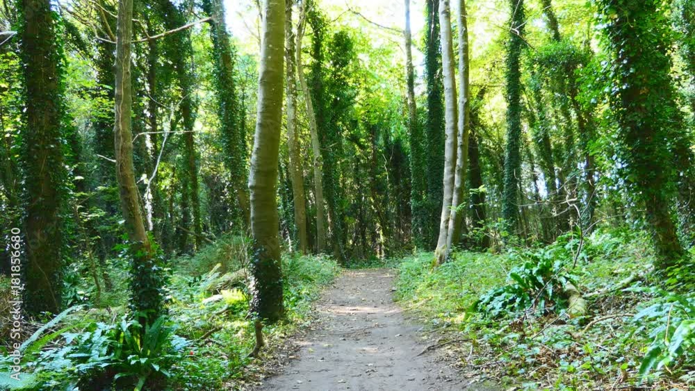 A path in the forest. Wales. Britain. A path in the forest. Wales. Britain.