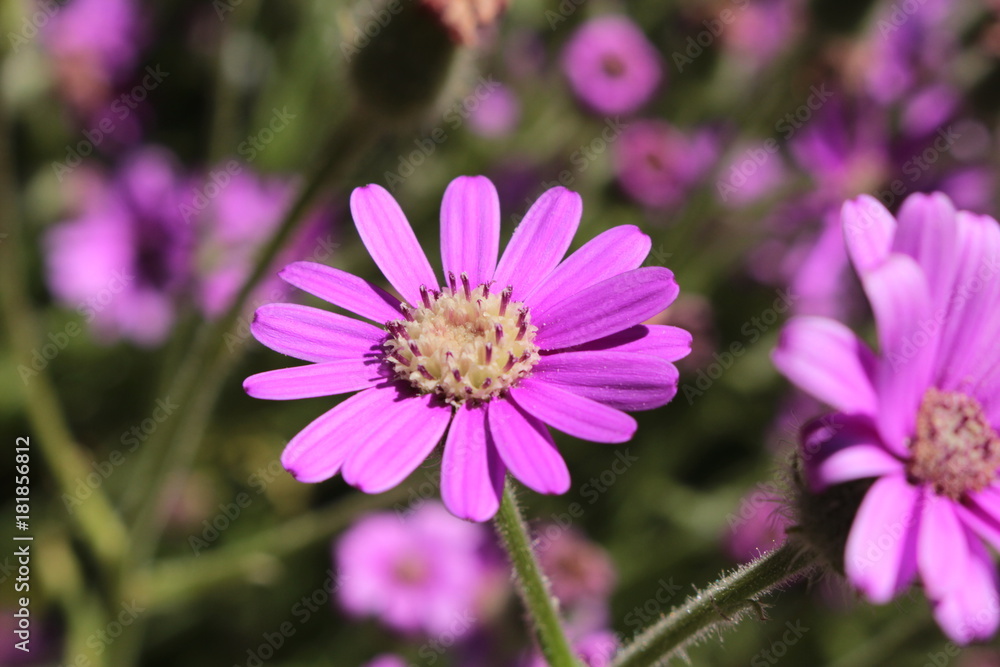 Purple Purple