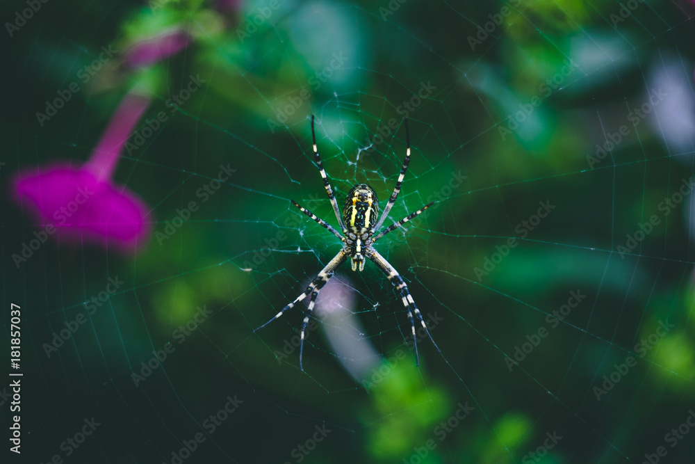 Spider Spider