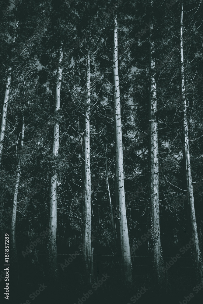 Trees Trees