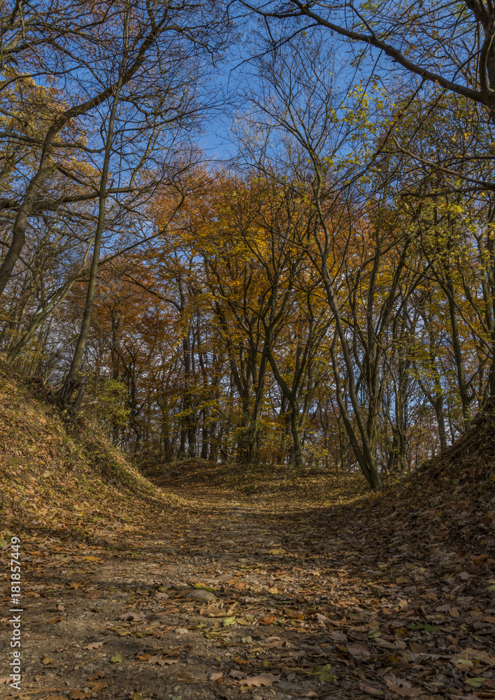 Obraz premium Autumn forest path in sunny day