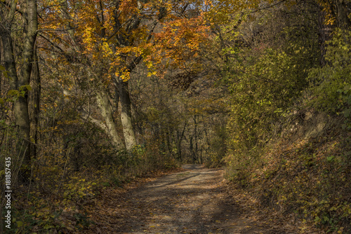 Autumn forest path in sunny day © luzkovyvagon.cz