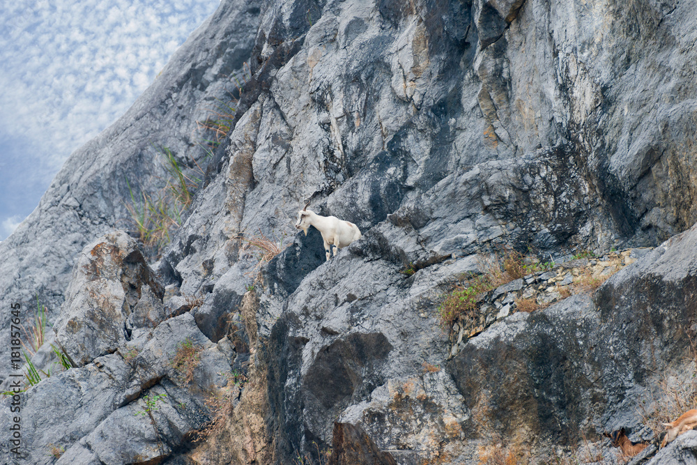 mountain goats relax on the cliff rock in Vietnam mountain goats relax on the cliff rock in Vietnam