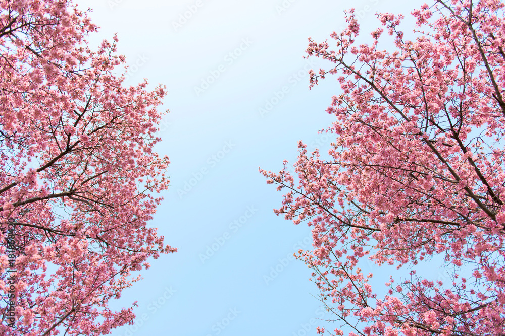 満開のおかめ桜を見上げる