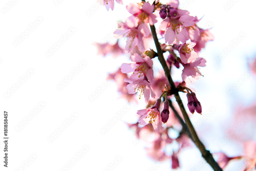 Obraz premium 光を浴びて輝くおかめ桜