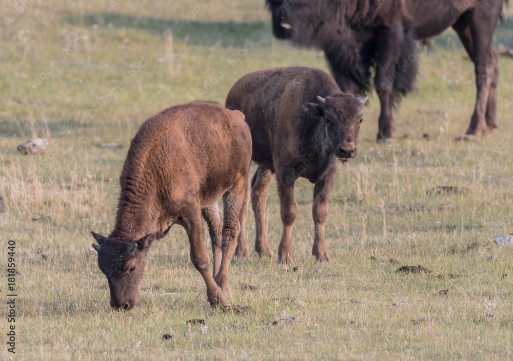Fototapeta premium Two Bison Calves Graze