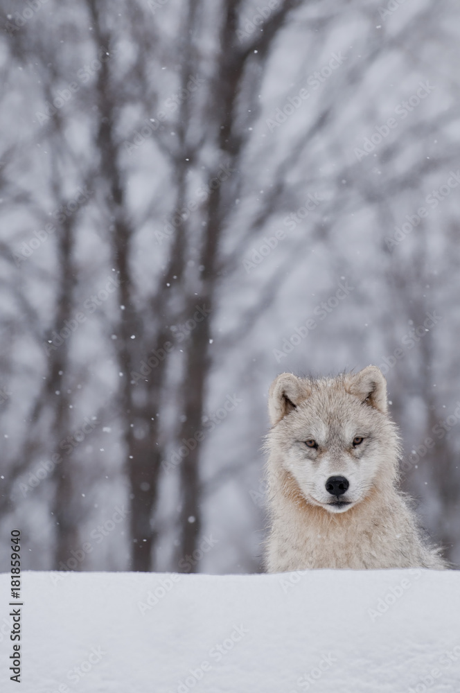 Naklejka premium Inquisitive Arctic Wolf Pup 