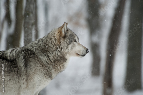 Timber Wolf Alert