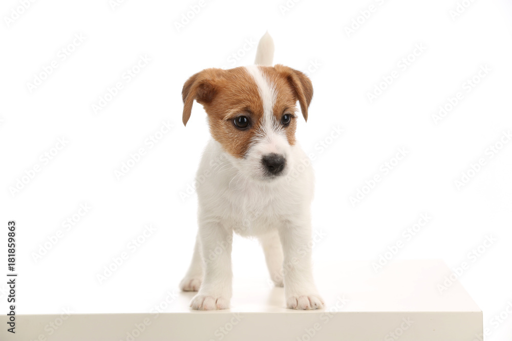 Small playful jack russell. Close up. White background