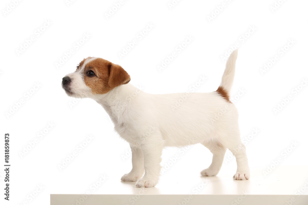 Playful jack russell puppy standing profile. Close up. White background