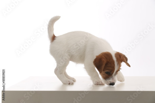 Playful jack russell. Close up. White background