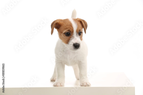 Small playful jack russell. Close up. White background